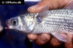 mugil cephalus mugil cephalus
