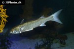 mugil cephalus mugil cephalus
