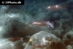 oedalechilus labiosus oedalechilus labiosus