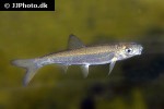 chondrostoma nasus chondrostoma nasus