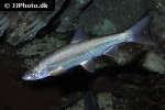 chondrostoma nasus chondrostoma nasus