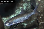 chondrostoma nasus chondrostoma nasus
