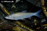 chondrostoma nasus chondrostoma nasus