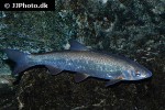chondrostoma nasus chondrostoma nasus
