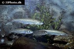 pseudochondrostoma polylepis pseudochondrostoma polylepis