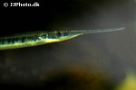 potamorrhaphis guianensis potamorrhaphis guianensis