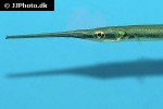 potamorrhaphis guianensis potamorrhaphis guianensis