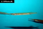 potamorrhaphis guianensis potamorrhaphis guianensis