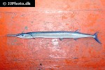 strongylura incisa strongylura incisa
