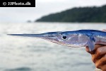 strongylura incisa strongylura incisa