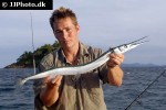 strongylura incisa strongylura incisa