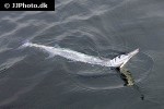 strongylura incisa strongylura incisa