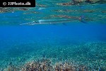 strongylura incisa strongylura incisa