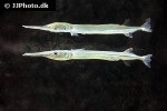 strongylura notata notata strongylura notata notata