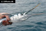 tylosurus melanotus tylosurus melanotus