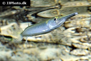 Needlefish