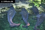 arapaima aff gigas