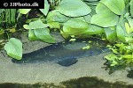 arapaima aff gigas