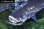 arapaima aff gigas