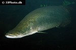 arapaima aff gigas