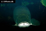 arapaima aff gigas