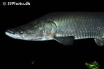 arapaima aff gigas