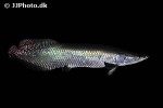 arapaima aff gigas