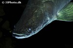 arapaima aff gigas