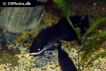 arapaima aff gigas