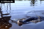 arapaima species aff gigas