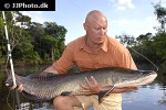 arapaima species aff gigas