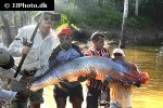 arapaima species aff gigas