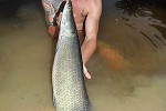 arapaima species aff gigas