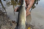 arapaima species aff gigas