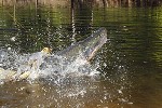 arapaima species aff gigas