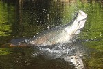 arapaima species aff gigas