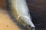 arapaima species aff gigas