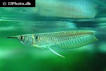 osteoglossum bicirrhosum