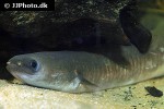 anguilla mossambica anguilla mossambica
