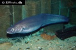 conger conger conger conger