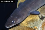 conger conger conger conger