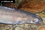conger conger conger conger