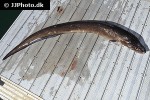conger conger conger conger