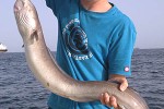 conger conger conger conger