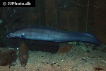 conger conger conger conger
