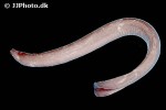 eptatretus burgeri eptatretus burgeri