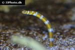 gorgasia preclara gorgasia preclara