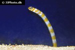 gorgasia preclara gorgasia preclara