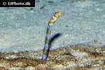 gorgasia preclara gorgasia preclara