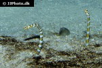 gorgasia preclara gorgasia preclara